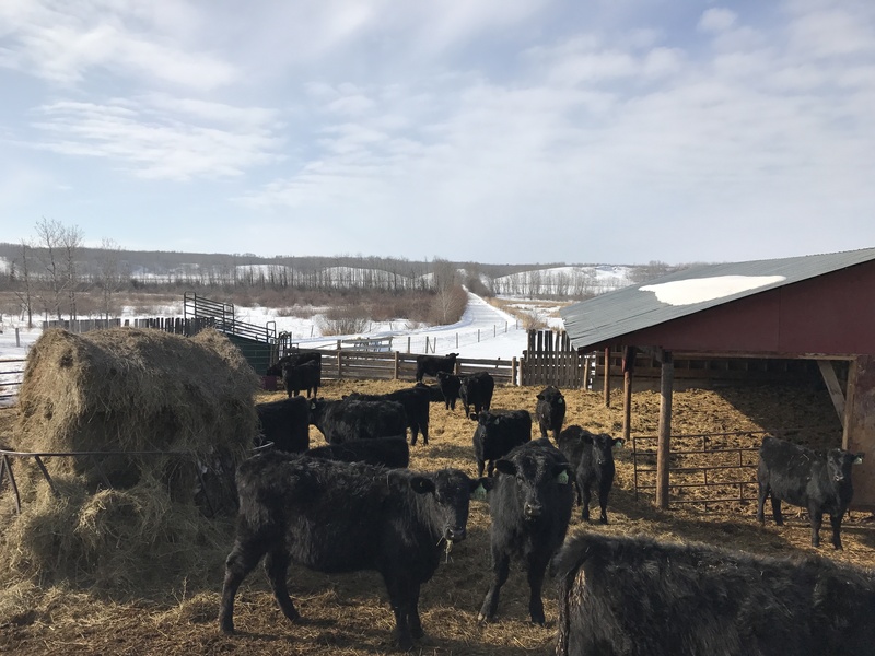 35 Black Angus Replacement Heifers