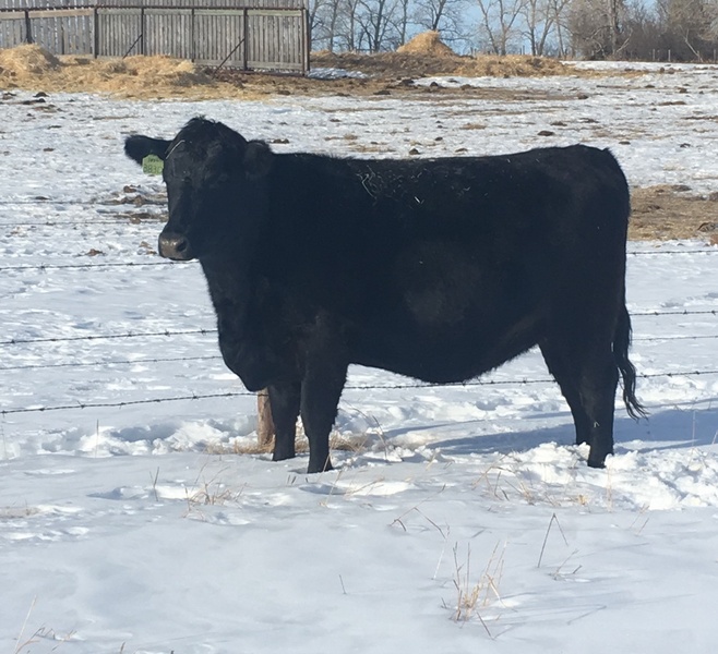 15 Bred Cows For Sale 