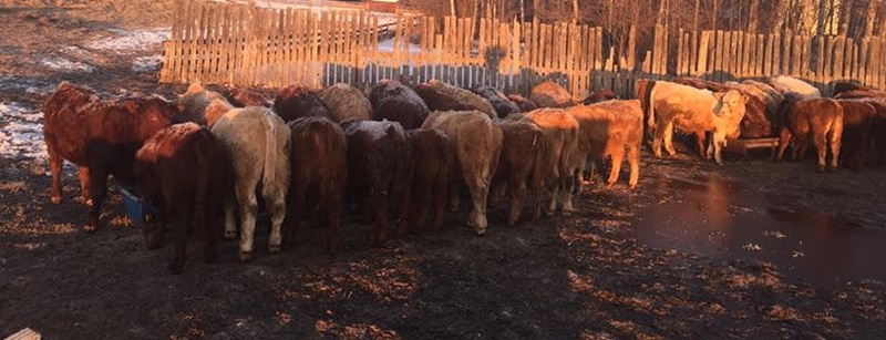 35 Steers For Sale 