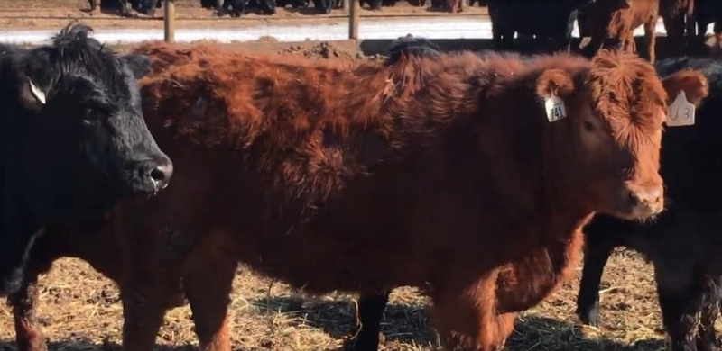 210 Simmental/Angus Replacements For Sale 