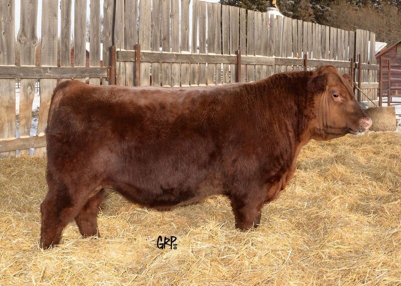 Yearling Red Angus Bulls for sale