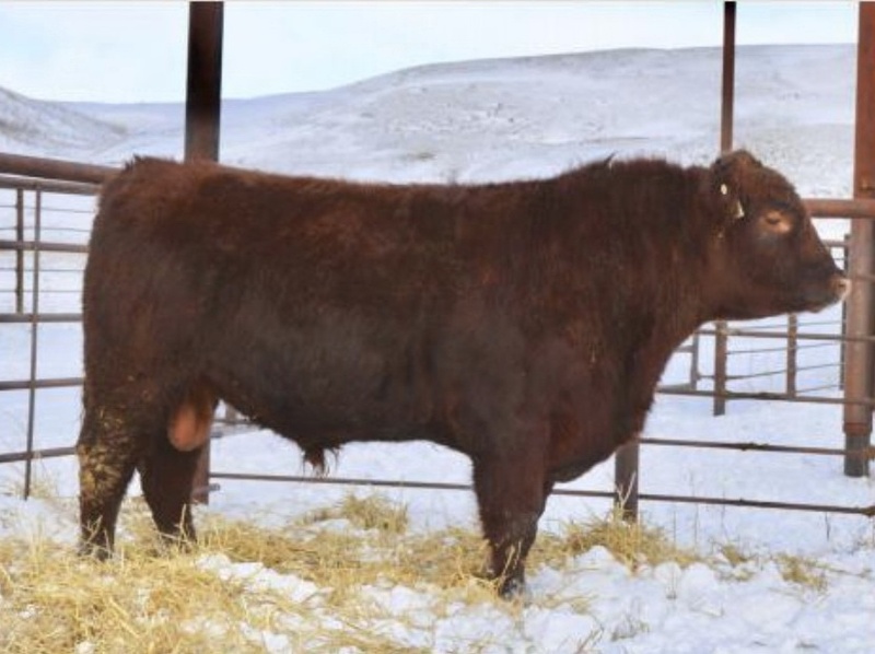 20 Purebred Red Angus 2 year Old Bulls