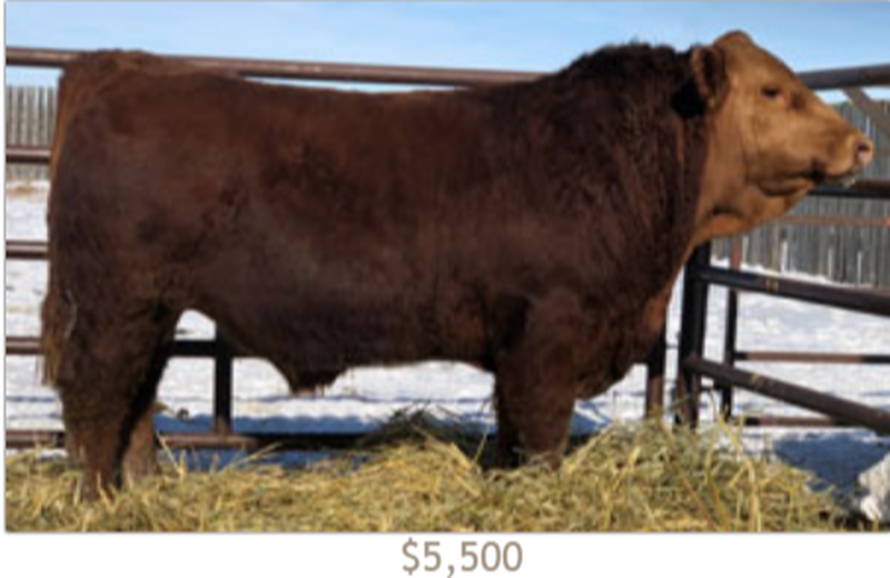 9 Gelbvieh Bulls - Towerview Ranch