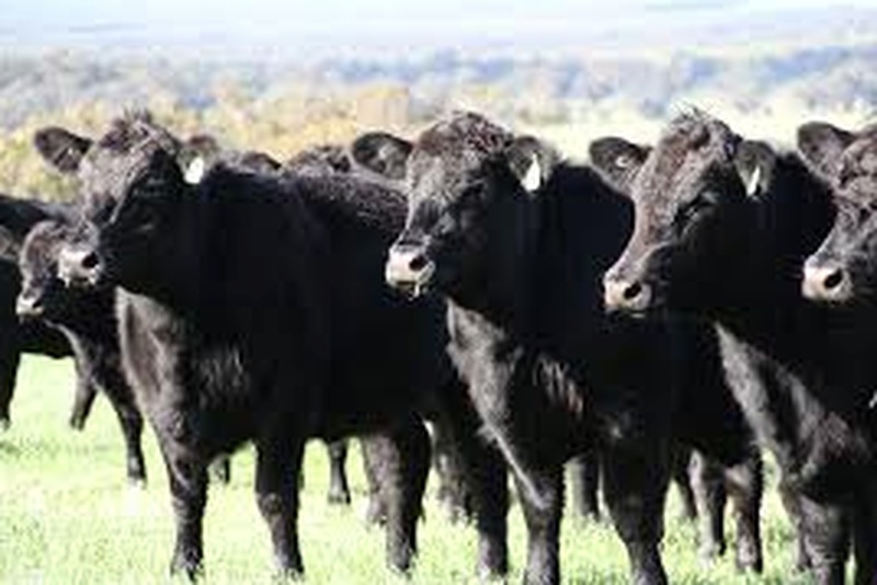 30 Black Angus Yearling Heifers For Sale
