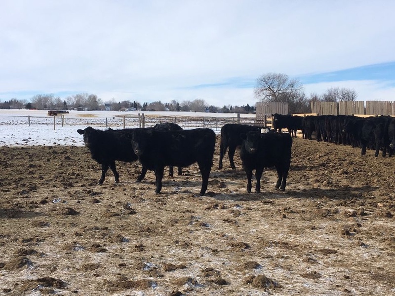 80 Replacement Heifers For Sale 