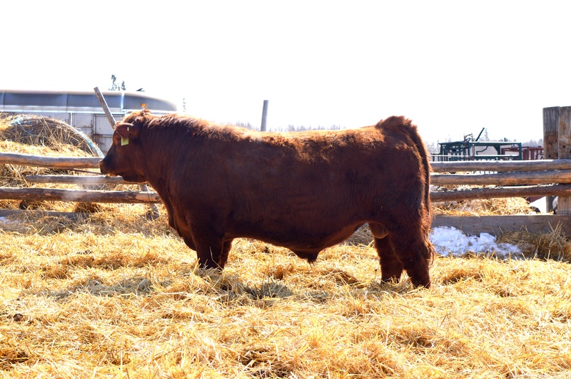 Registered Red Angus Yearling Bulls