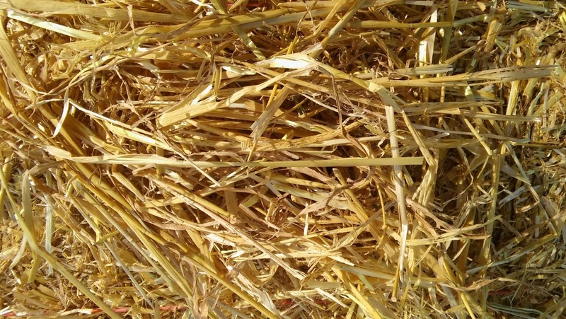 Taber Barley Straw