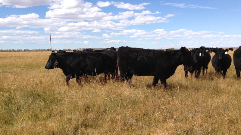 10 Purebred Angus Heifers For Sale Not Registered