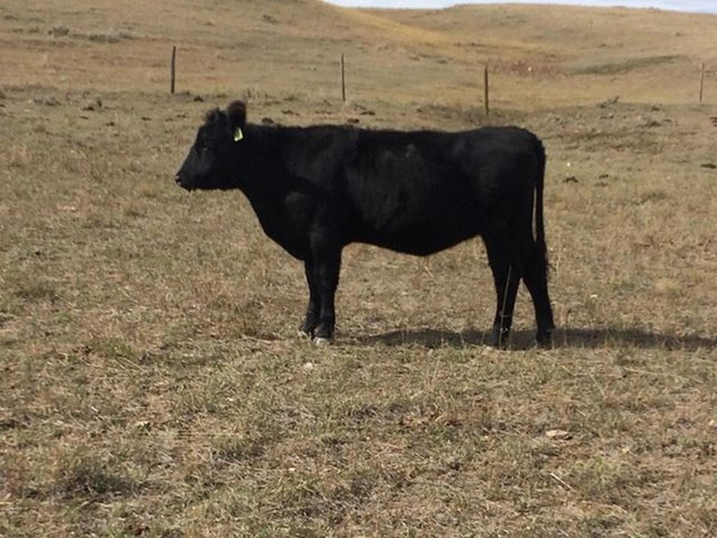 136 Commercial Black Angus Bred Heifers For Sale 