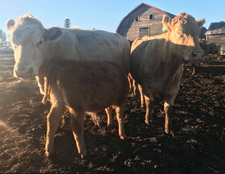 8 Pairs of Charolais/Angus For Sale 