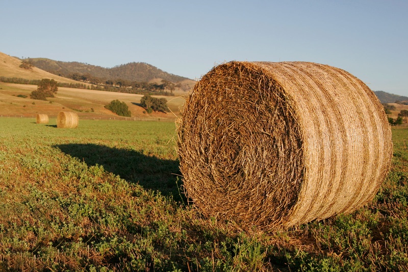 60 Round Bales for Sale 