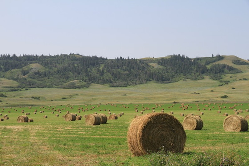 Grass Hay For Sale 