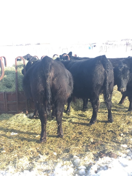Bred Heifers for Sale 