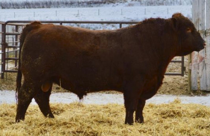 20 Purebred Red Angus 2 year Old Bulls