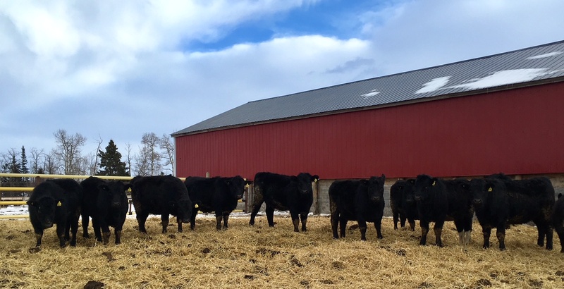 Black Replacement Heifers