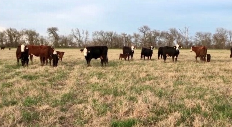 60 Cow Calf Pairs For Sale