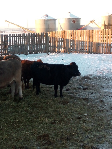 Dexter cross bred cows for sale