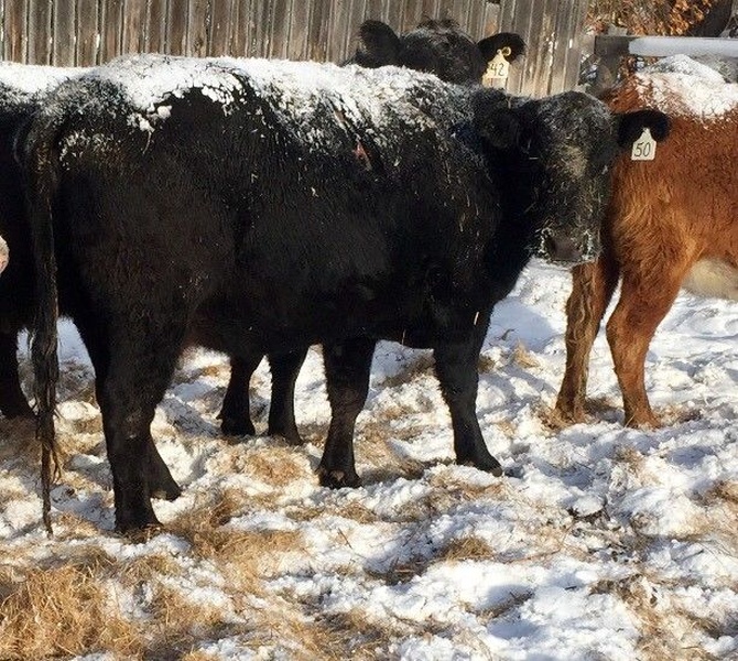 50 Cow/Calf Pairs For Sale