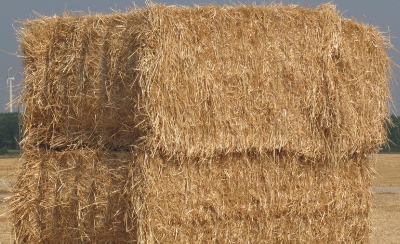 150 Square 3x4 bales of Wheat Straw.