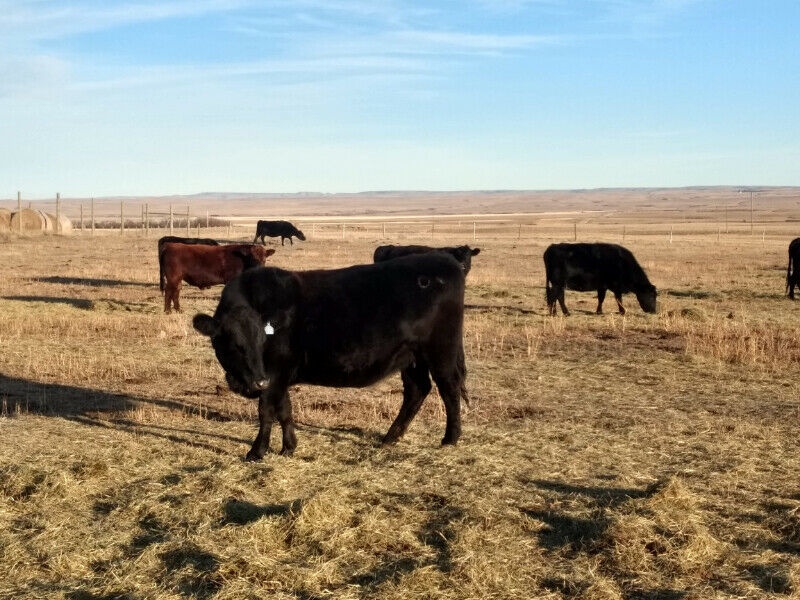 100 Blk & Red Angus Bred Cows