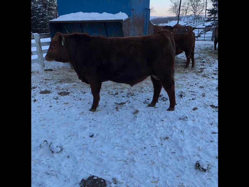 2 Year Old Purebred Angus Bulls For Sale 