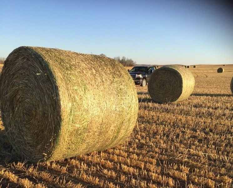 500 Bales of Quality 1st Cut Hay