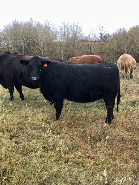 30 Bred Angus/Simmental Cows For Sale 