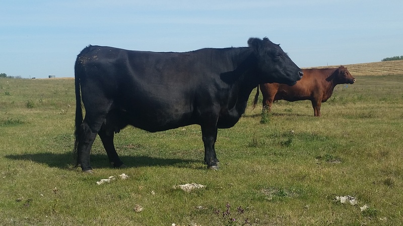 Registered Angus Cows & Bred Heifers