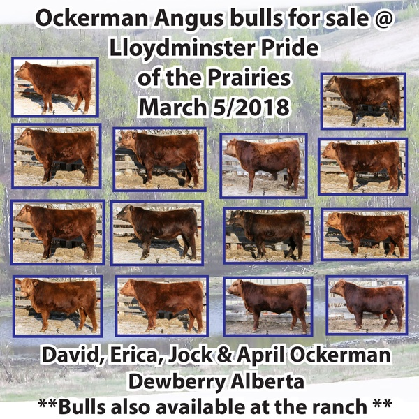 Ockerman Angus Red angus yearling bulls for sale