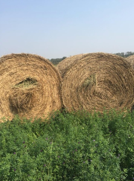 Hay For Sale - Alfalfa and Grass Mixes 