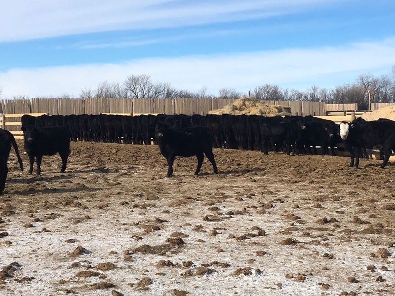 80 Replacement Heifers For Sale 