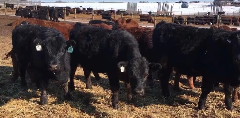 210 Angus/Simmental Replacements For Sale