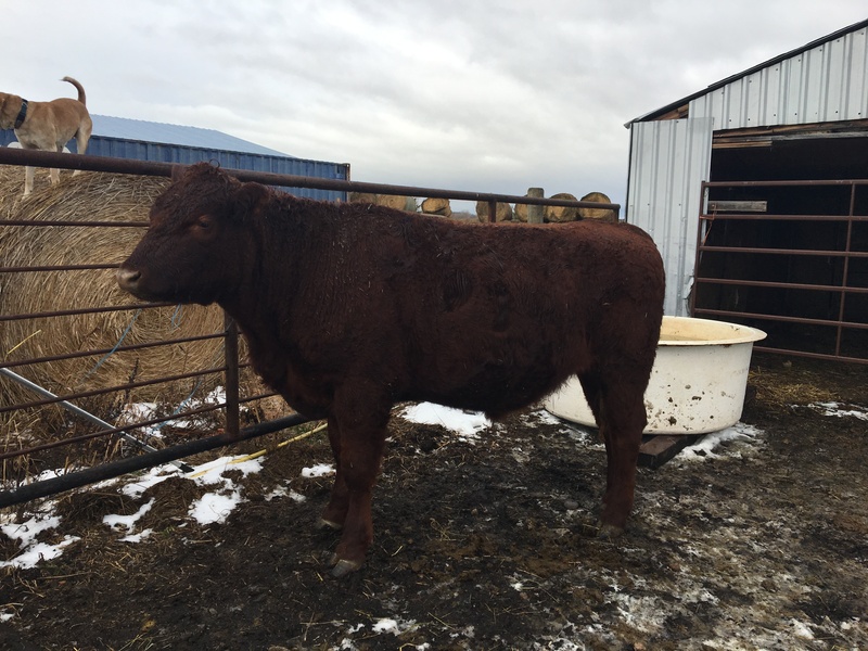 AgBuySell Slaughter Weight Angus Steers Commercial Listings