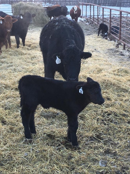 90 First Heifer Calf Pairs 