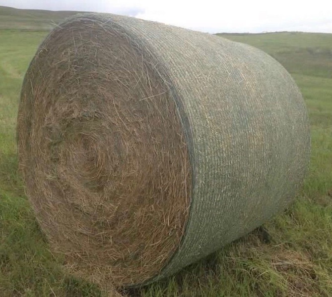 80 Bales Oat Greenfeed