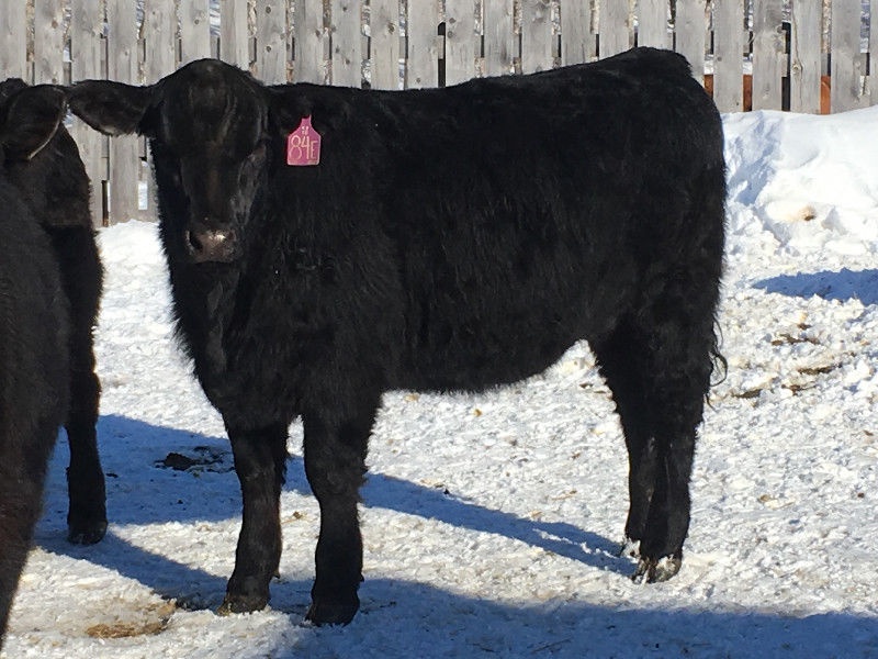 Purebred Registered Replacement Heifers