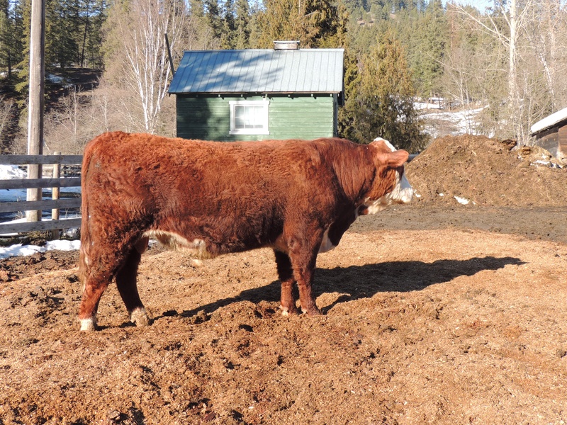 Echo Valley 2 Yr old bulls for sale