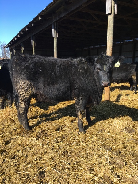 Open replacement heifers for sale