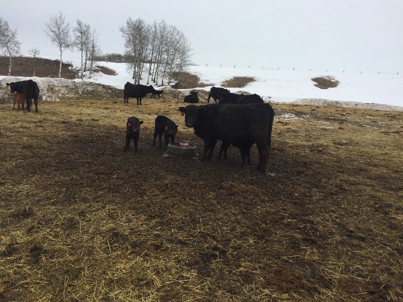 Cow Calf Pairs For Sale 