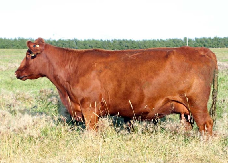 Registered Red Angus Females