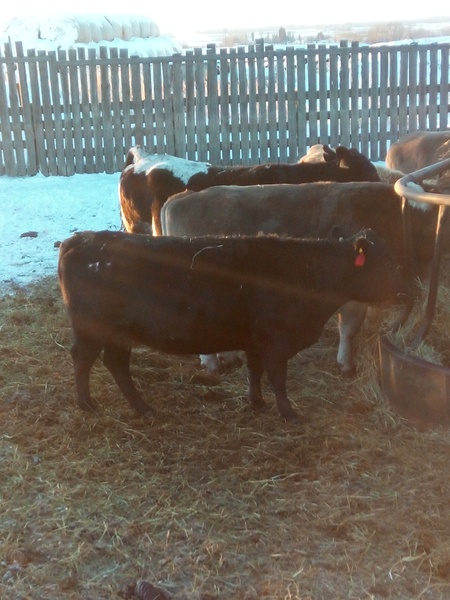 Dexter cross bred cows for sale