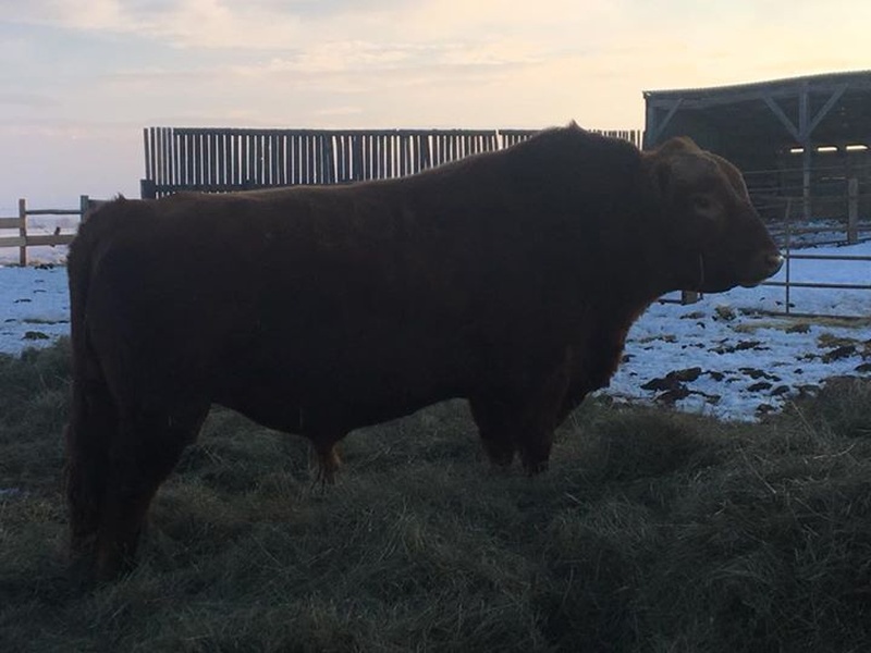 3 Commercial Red Angus Bulls For Sale 
