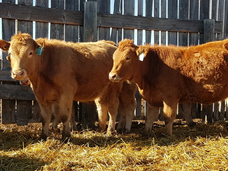 50 Open Angus Replacement Heifers