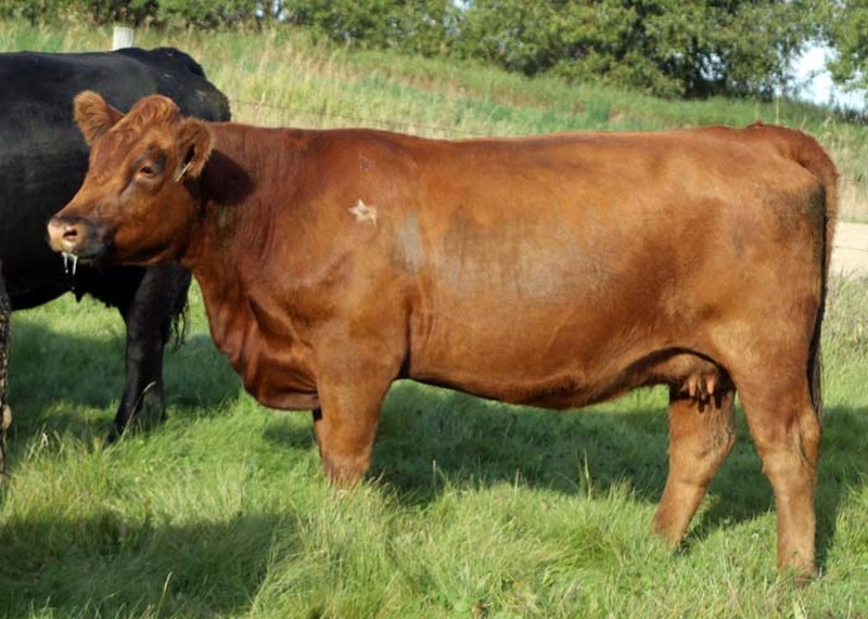 Registered Red Angus Females