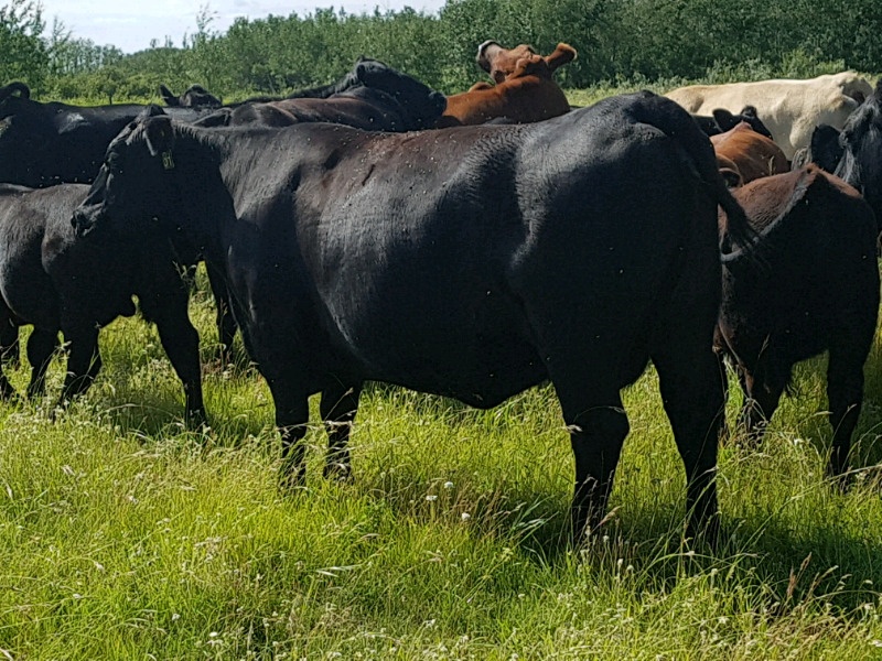 20 Head Registered Black Angus Bred Cows