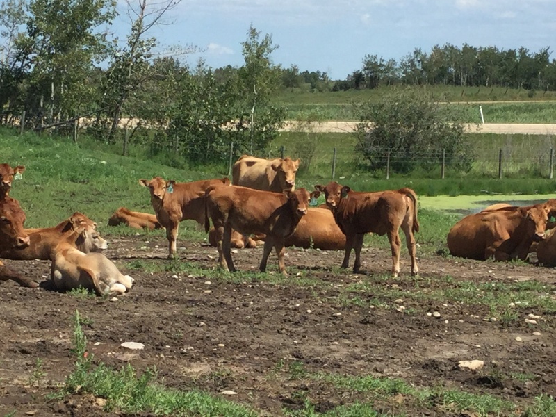 35 gelbvieh cows with calves