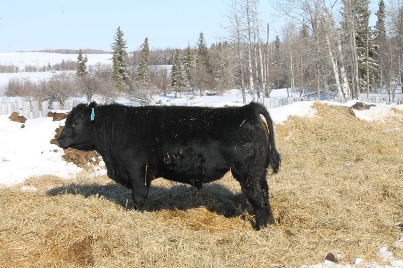 Yearling Bulls For Sale 