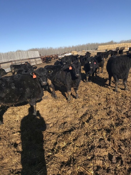 200 Angus/Simmental Cross Replacement Heifers