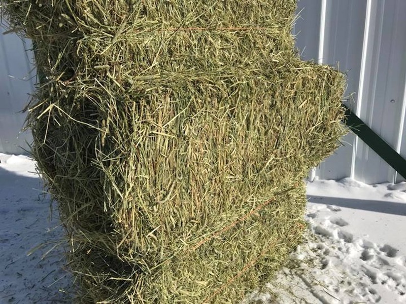 3000 Quality Horse Hay Squares