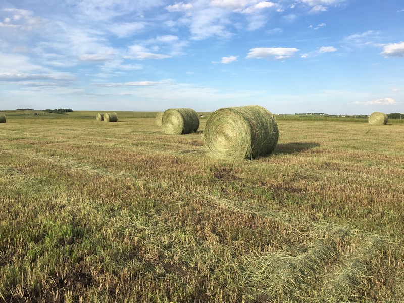 Quality Hay for Sale